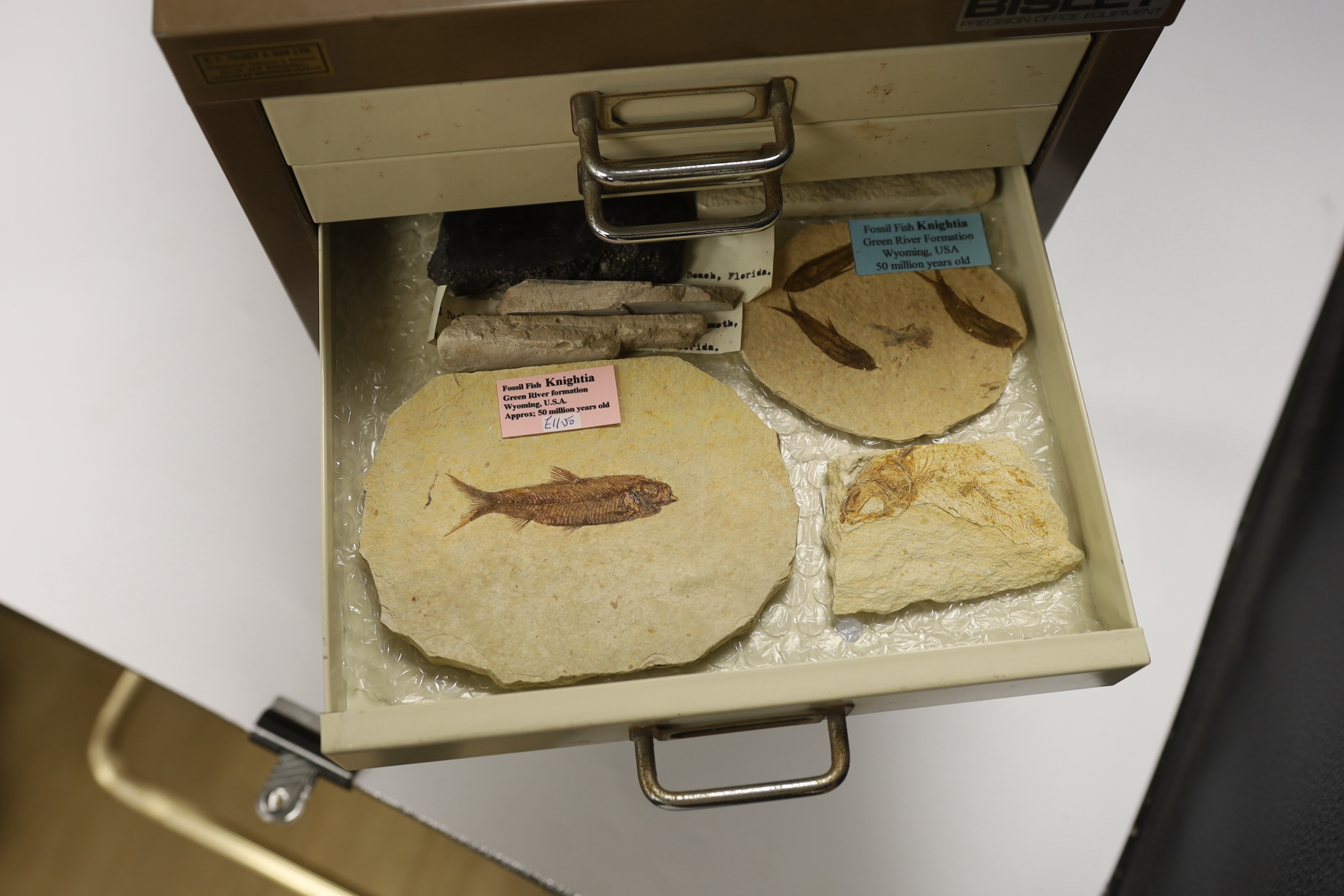 Fossil fish interest; a Bisley eight drawer cabinet containing a collection of seventeen fossil fish on matrix including Knightia from the Green River Formation Wyoming, together with fossilised vertebrae, fossil insects